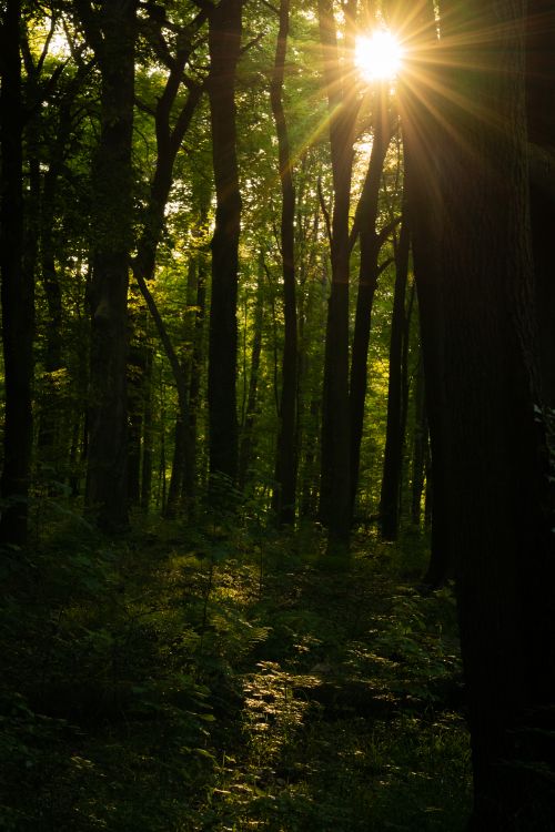 Free A stunning view of sunlight streaming through a dense forest in Germany, creating magical scenery. Stock Photo