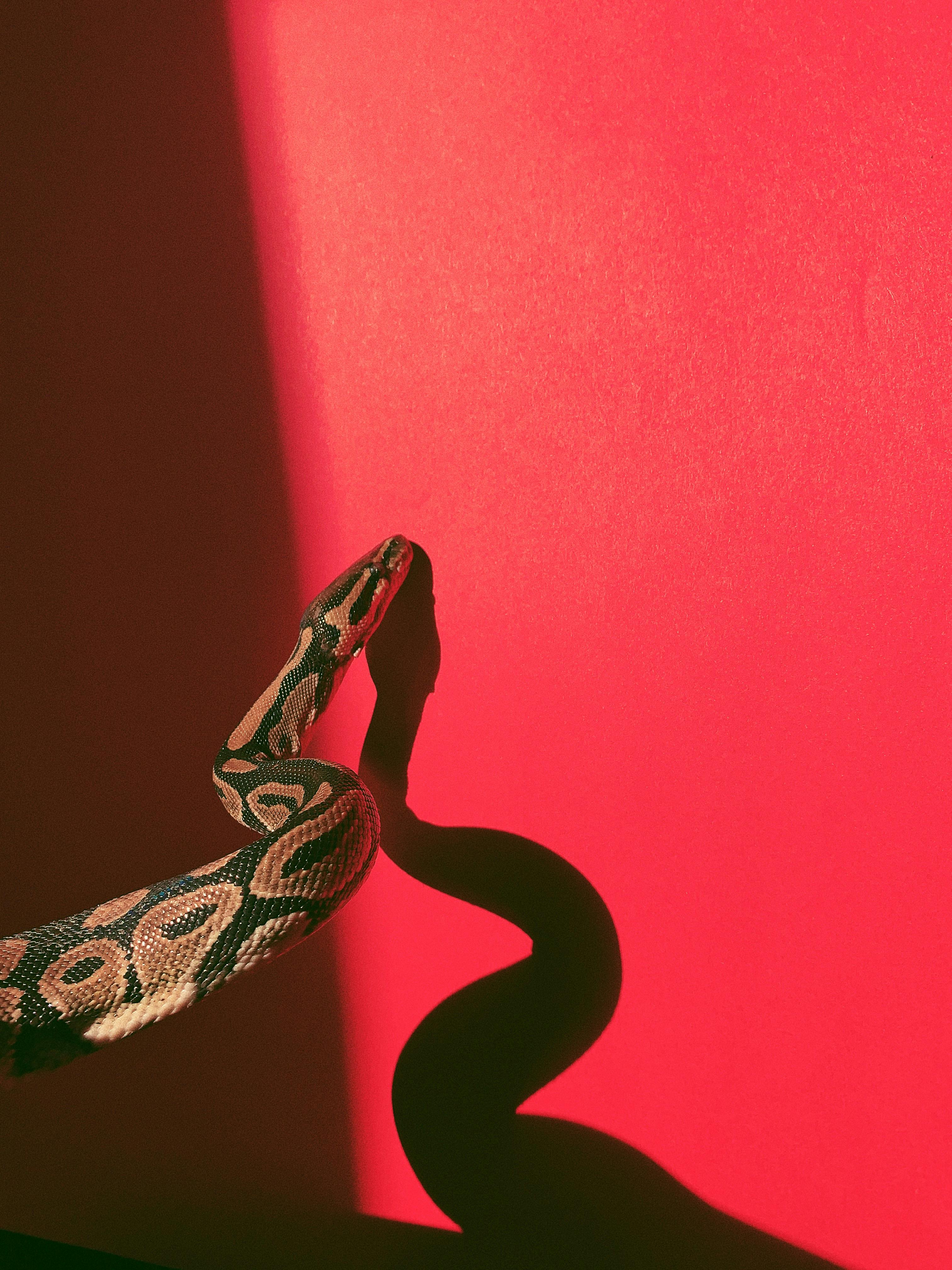 Wallpaper Serpent, Colubrid Snakes, Light, Red, Synthetic Rubber,  Background - Download Free Image