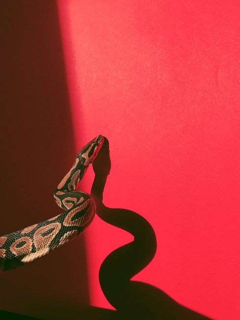 A snake casting an intricate shadow on a vibrant red background, creating a striking visual contrast.