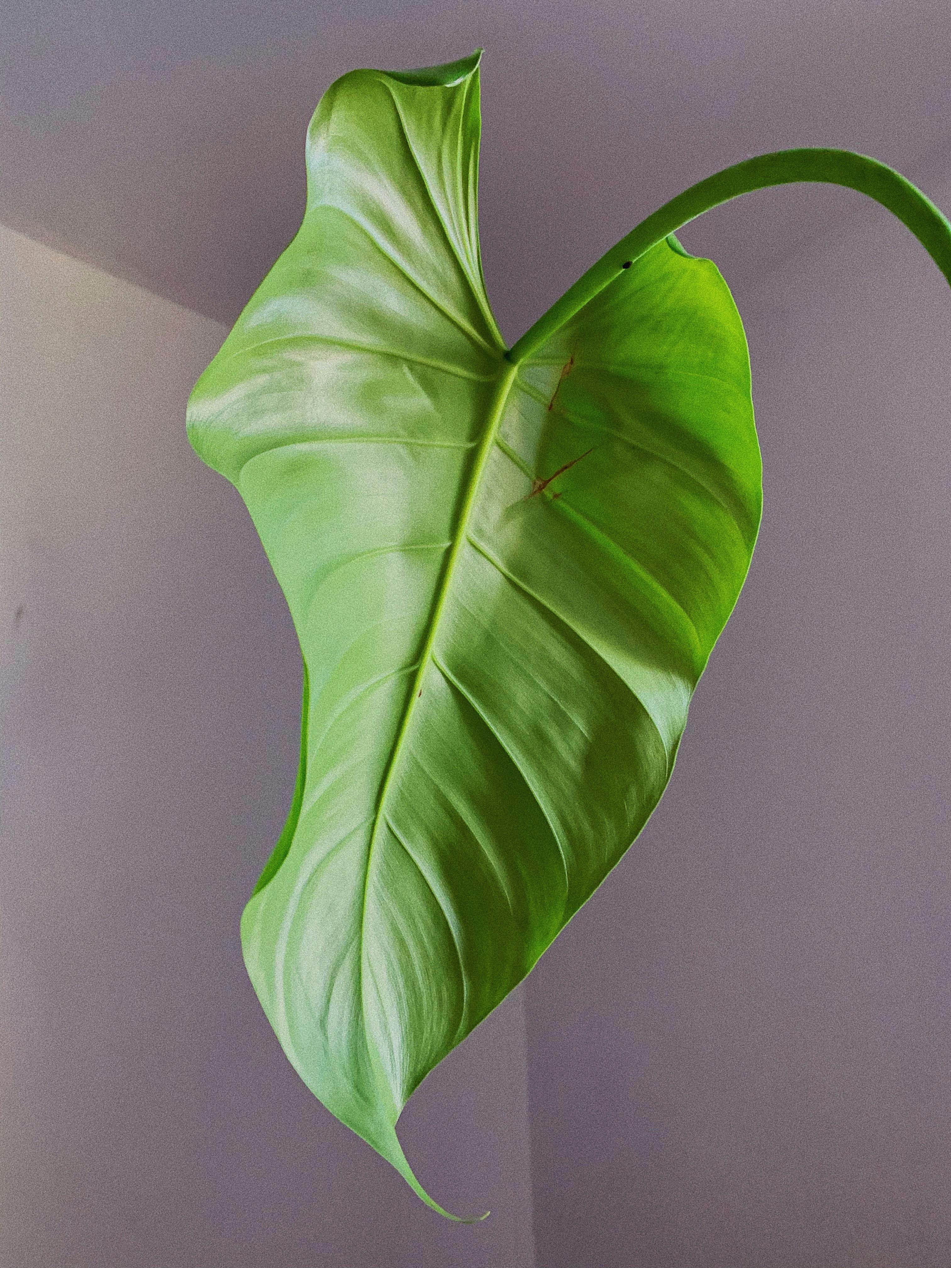 Big green leaves, fresh, veins, Nature, HD wallpaper | Peakpx