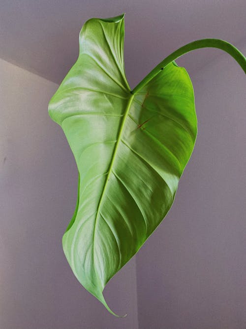 Close up of Philodendron Leaf