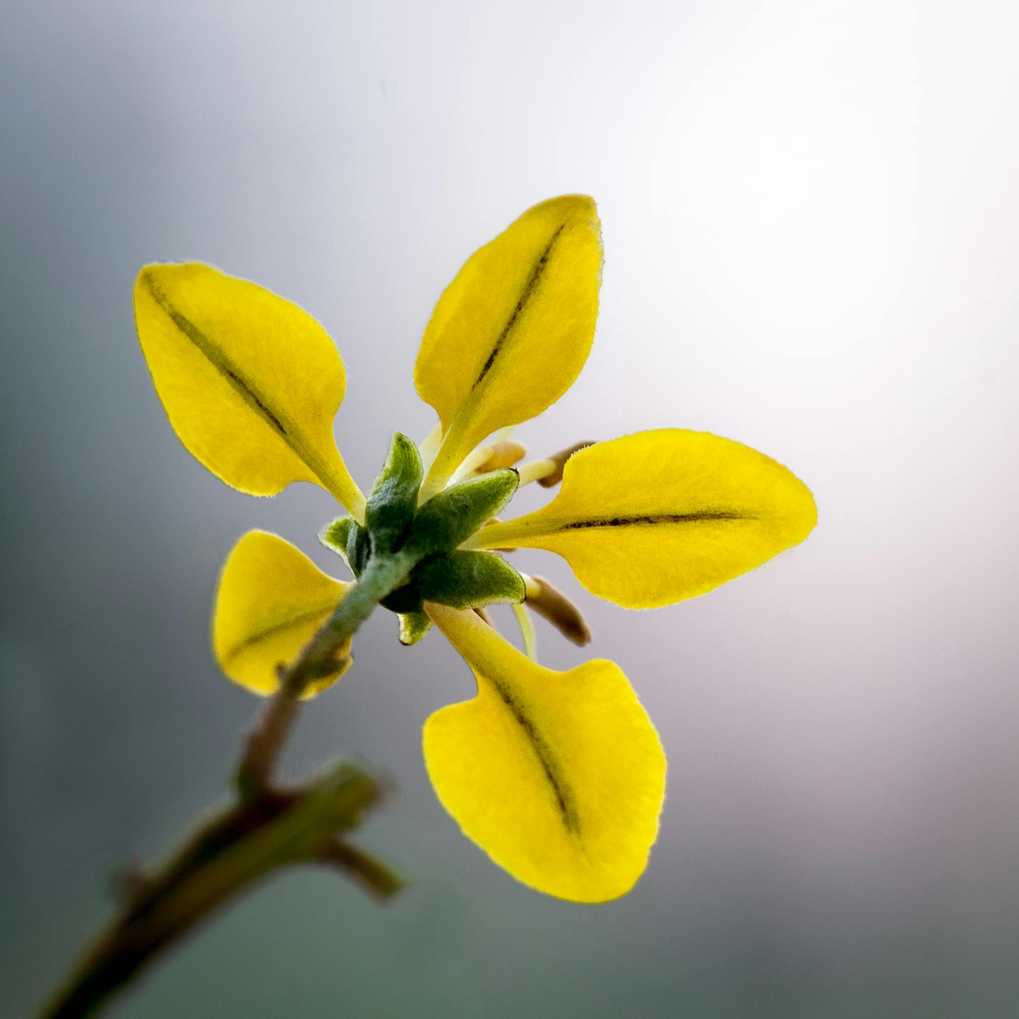 Close Up Photo of Yellow 5 Petal Flower · Free Stock Photo
