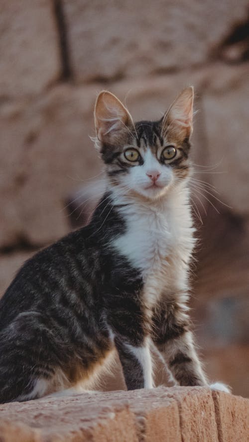 Cat on Wall