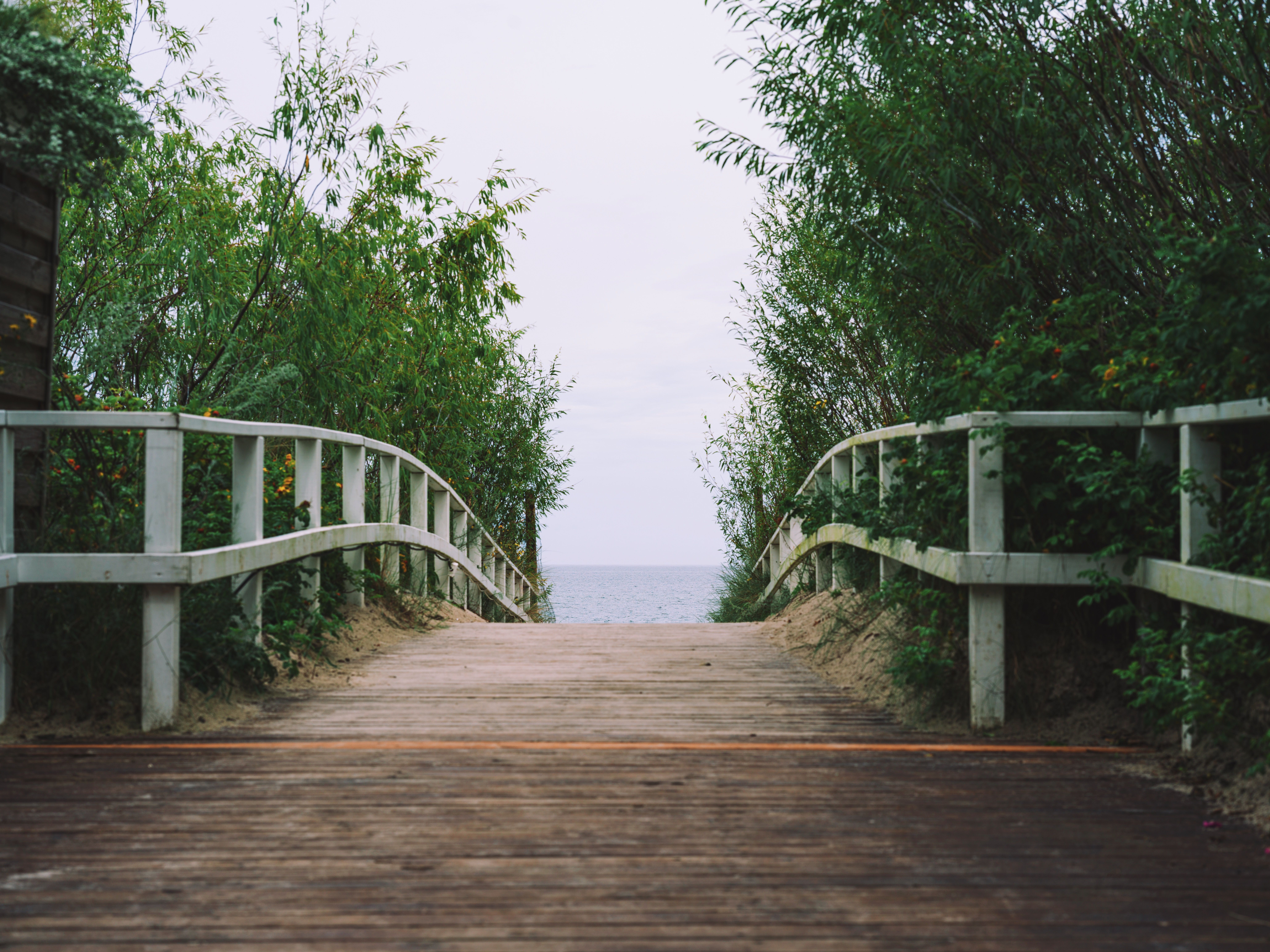 Fence and Decking Painting in Eden Park — woodwork brushed to a crisp, smooth line
