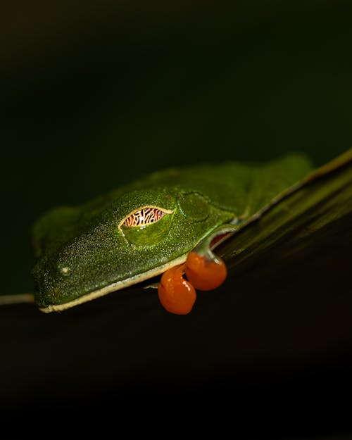 Kostnadsfri bild av djurfotografi, groda, grön