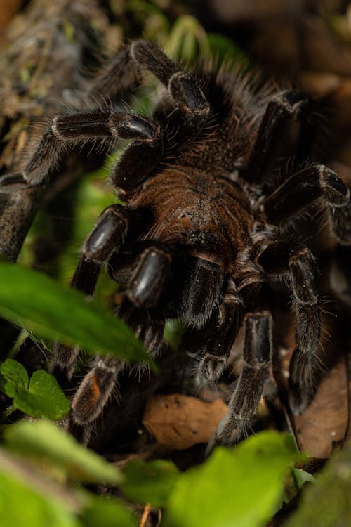Closeup of a Large Hairy Spider