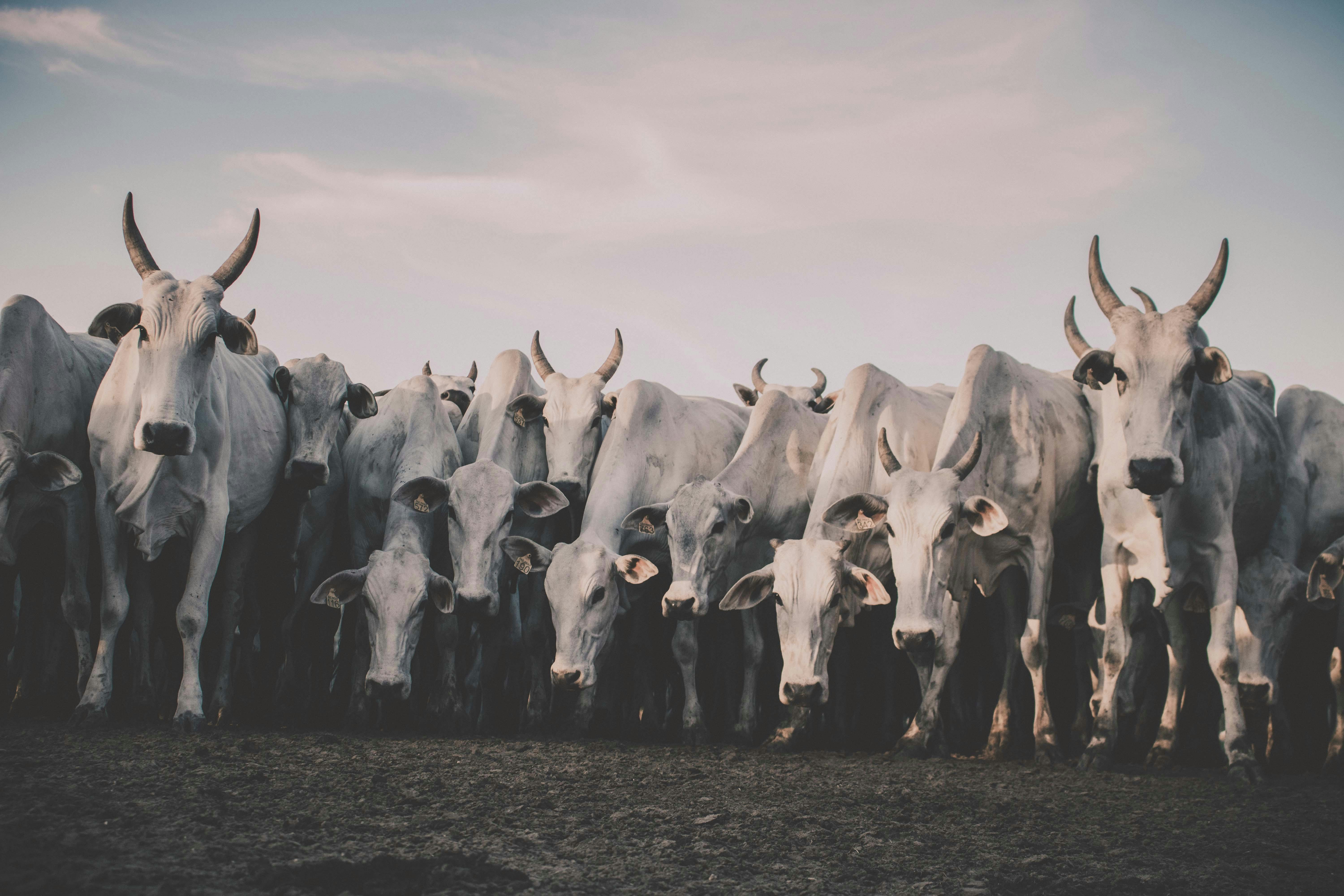Gratuit Fazenda De Gado   Aquidauana   Ms Photos