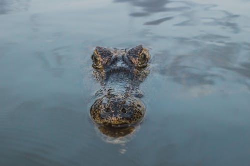 Immagine gratuita di alligatore americano, alligatore mississippiensis, anfibio