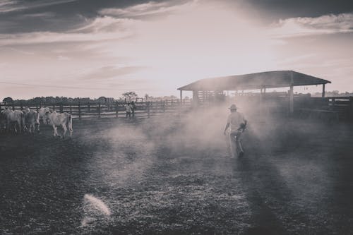 Immagine gratuita di alba, animale, azienda agricola