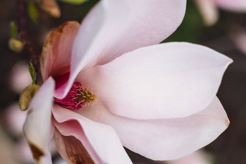 Imagine de stoc gratuită din a închide, floare, magnolie