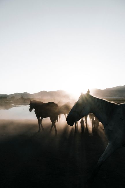 A serene scene of horses in silhouette at sunrise by a lake, creating a tranquil and majestic atmosphere.
