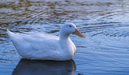 White Pekin Duck Swimming in the Pond