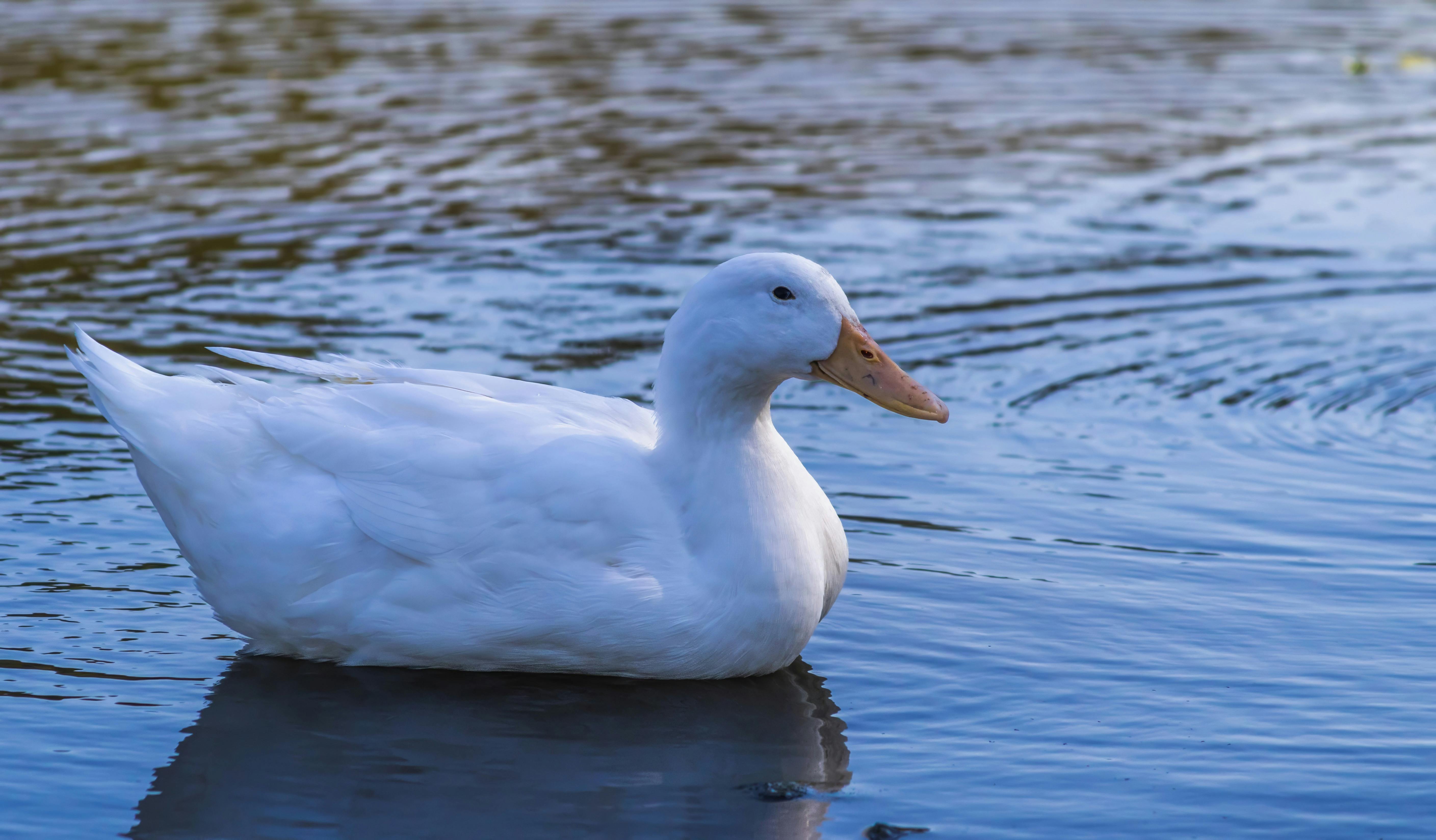 White Pekin Duck Swimming in the Pond · Free Stock Photo