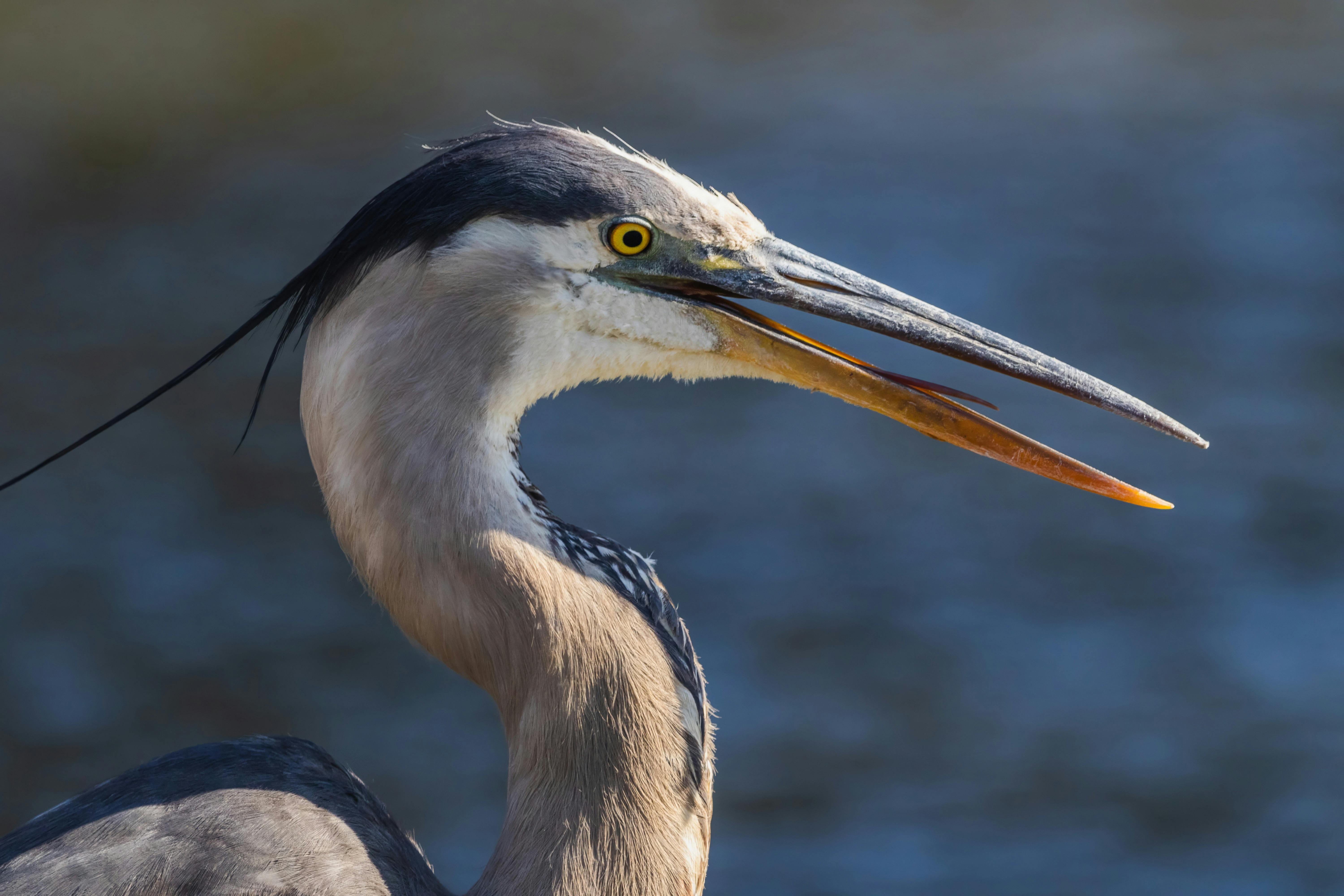 closeup of grey heron