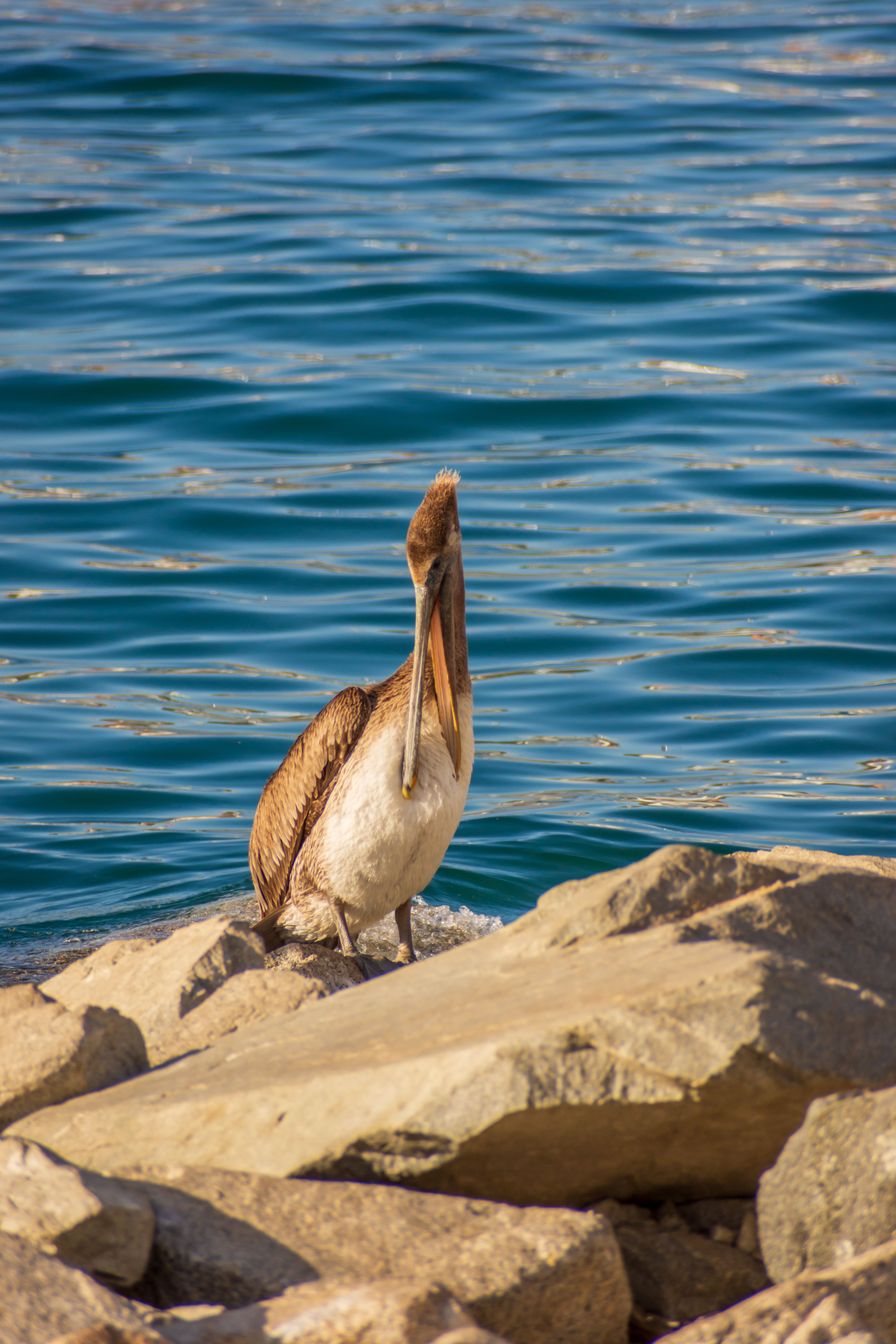 Brown pelican resting on rocky shore with blue ocean backdrop in Cabo San Lucas, Mexico.