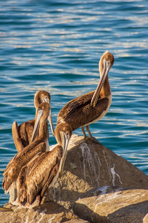 Pelicans Standing on a Rock