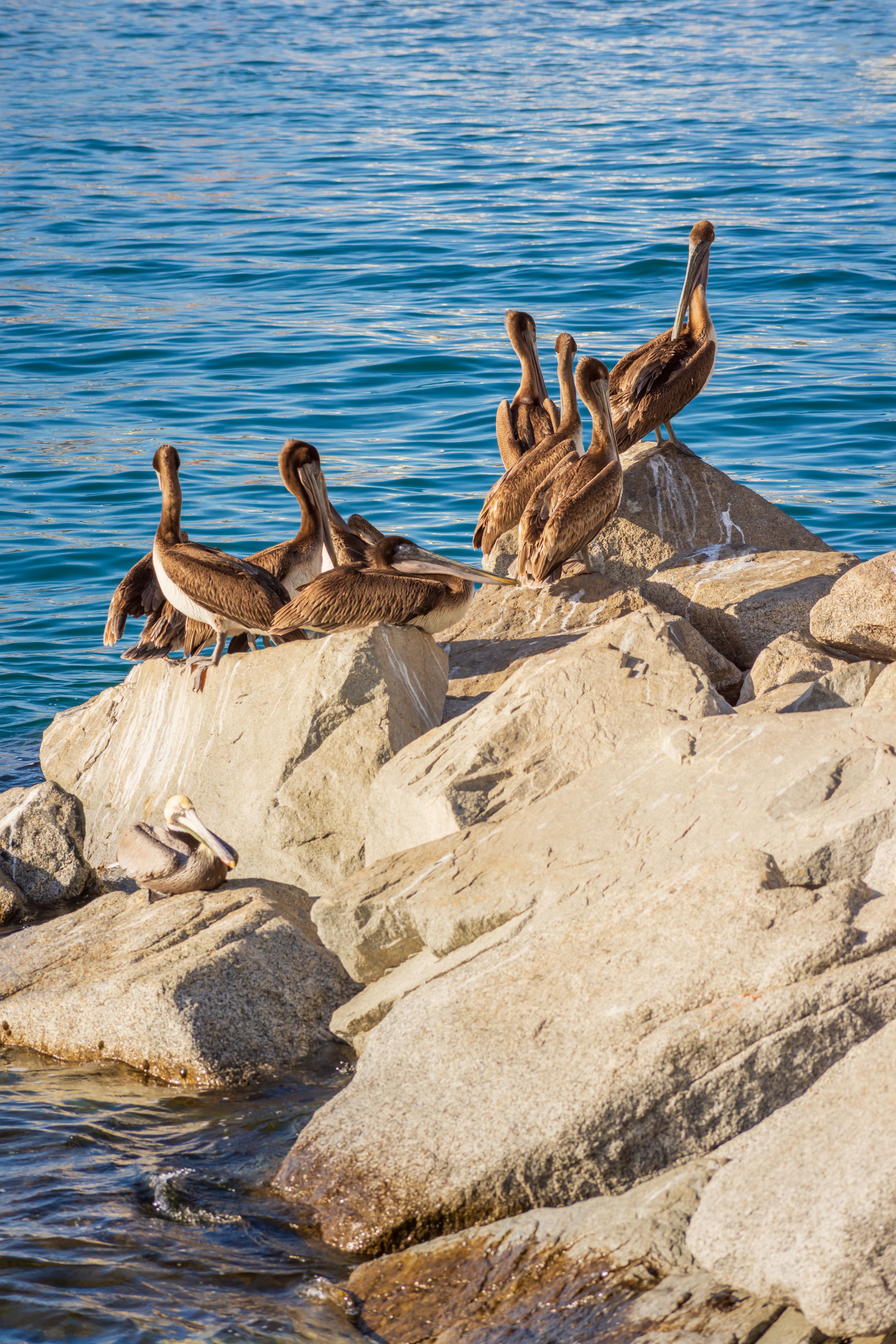 A group of pelicans basking on rocks near the sea in Cabo San Lucas, highlighting natural wildlife beauty.