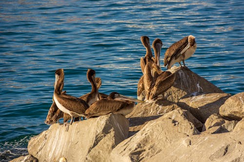 Flock of Pelicans on the Rocks by the Sea