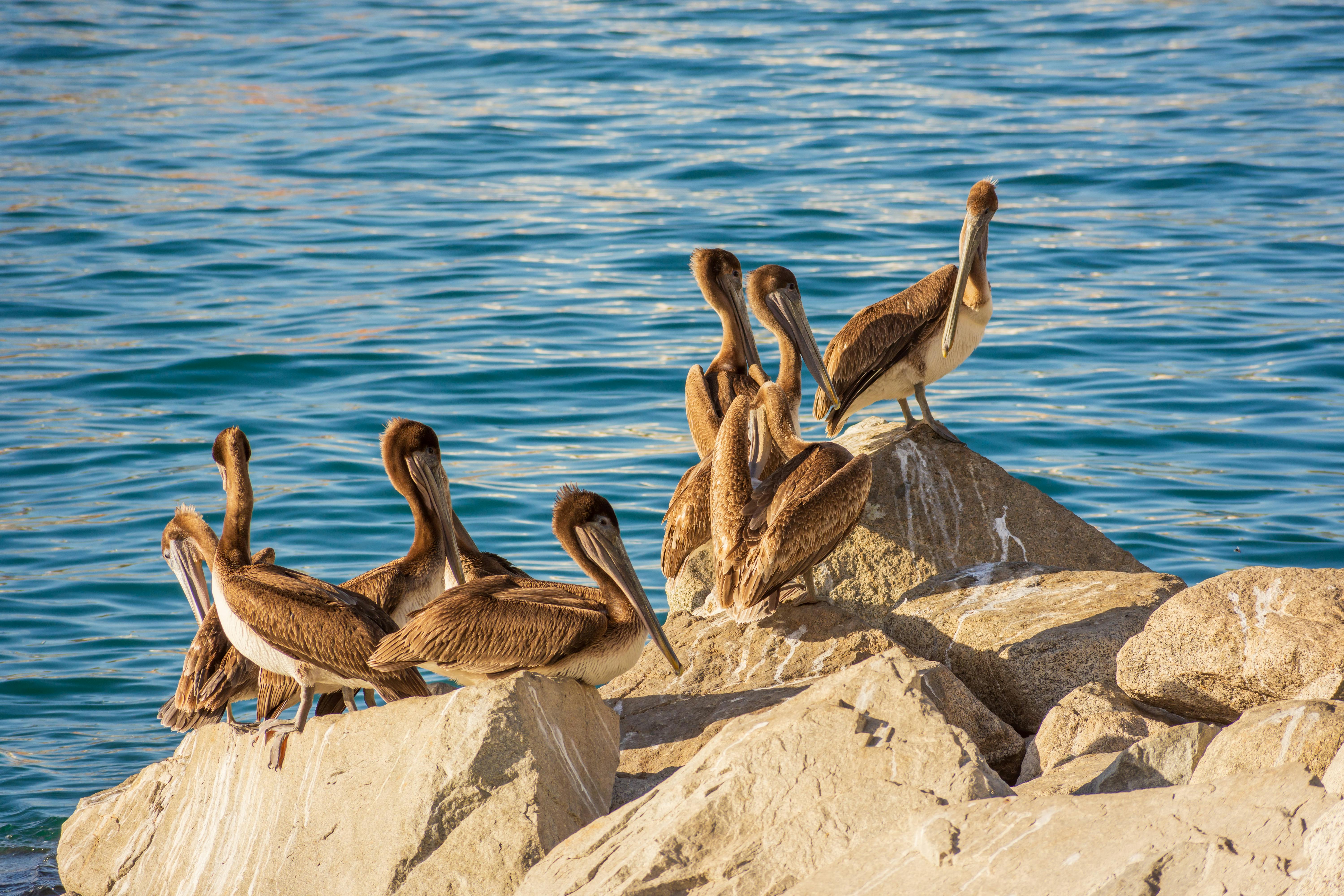 Pelicans perched on rocks by the sea in Cabo San Lucas, Mexico, against a tranquil blue ocean backdrop.
