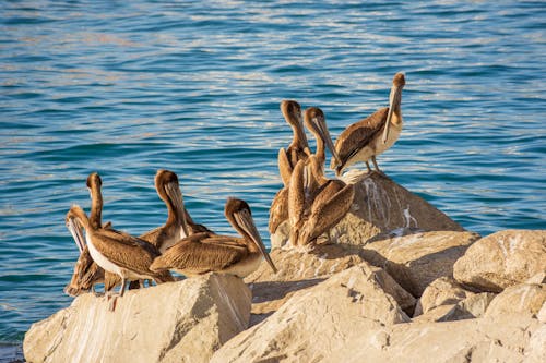 Pelicans Sitting on a Rock on the Shore 