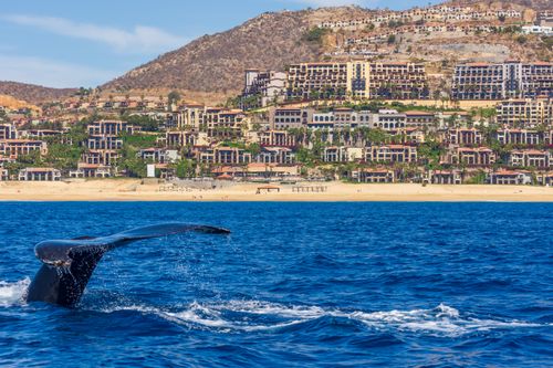 Free A whale tail emerges from the ocean with Cabo San Lucas beachfront resorts in the background. Stock Photo