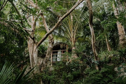 Free A rustic house nestled amidst dense tropical greenery, offering a serene and secluded setting. Stock Photo