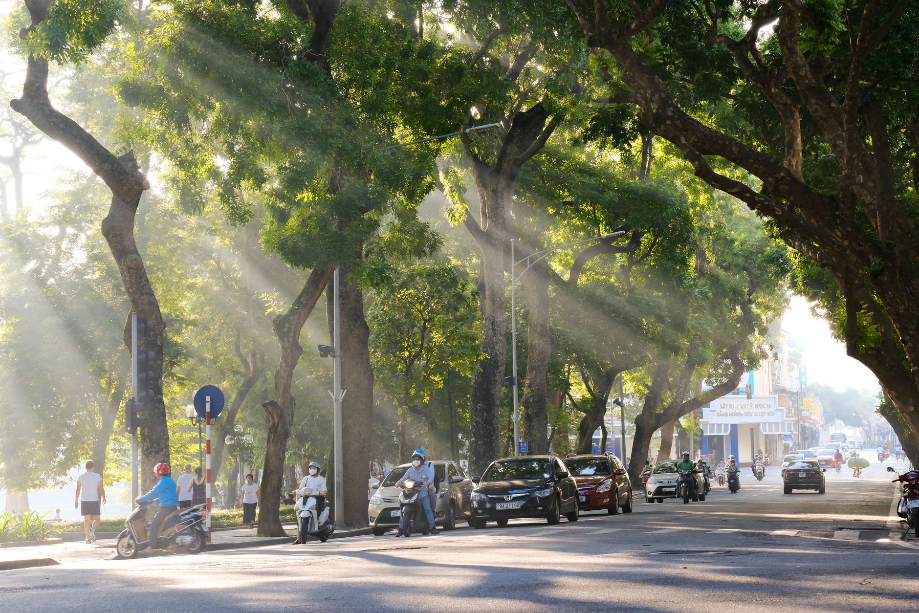 A sunny city street scene with cars, motor scooters, and lush trees casting shadows.
