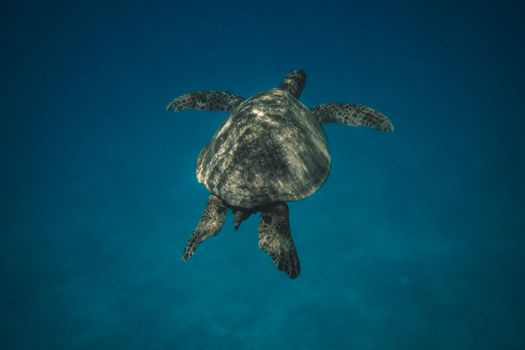 A majestic sea turtle gracefully swims underwater in the clear blue waters of Honolulu, Hawaii.