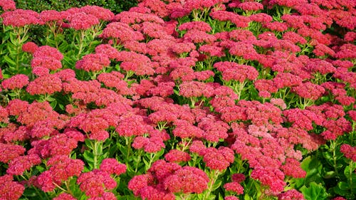 Canteiro De Flores Vermelho