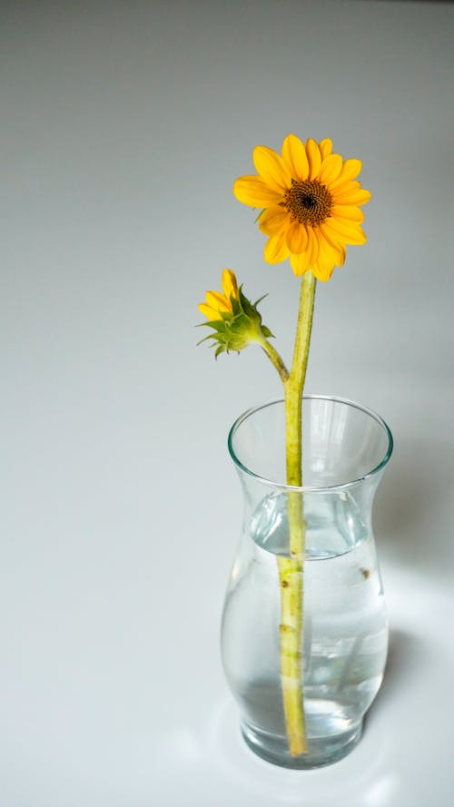 Foto stok gratis air, bejana, bunga