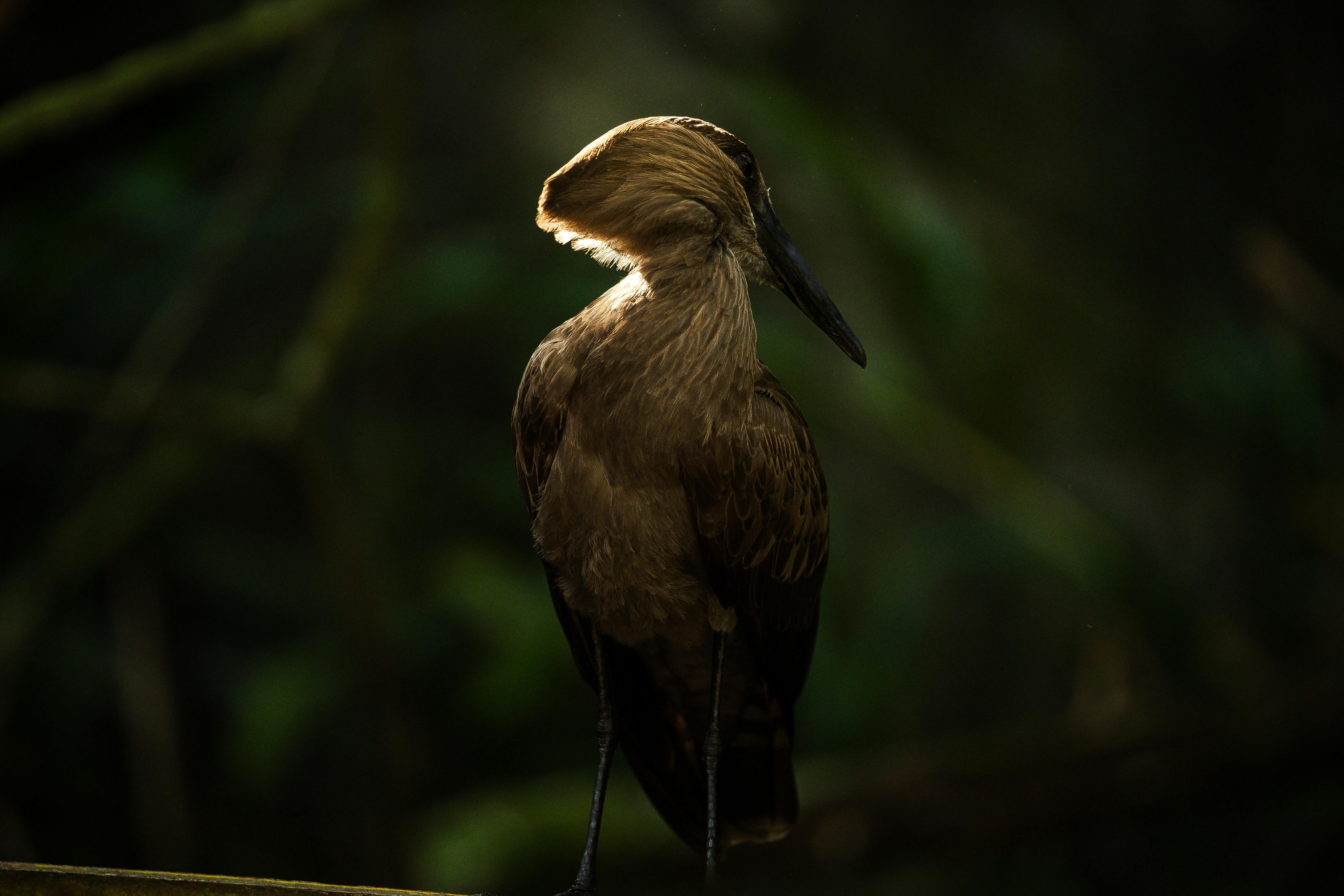 A close-up of a Hamerkop bird beautifully lit against a dark, forest backdrop.