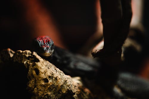 Close-up of a Black and Red Lizard 