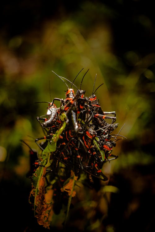 Free stock photo of crickets, green, insects