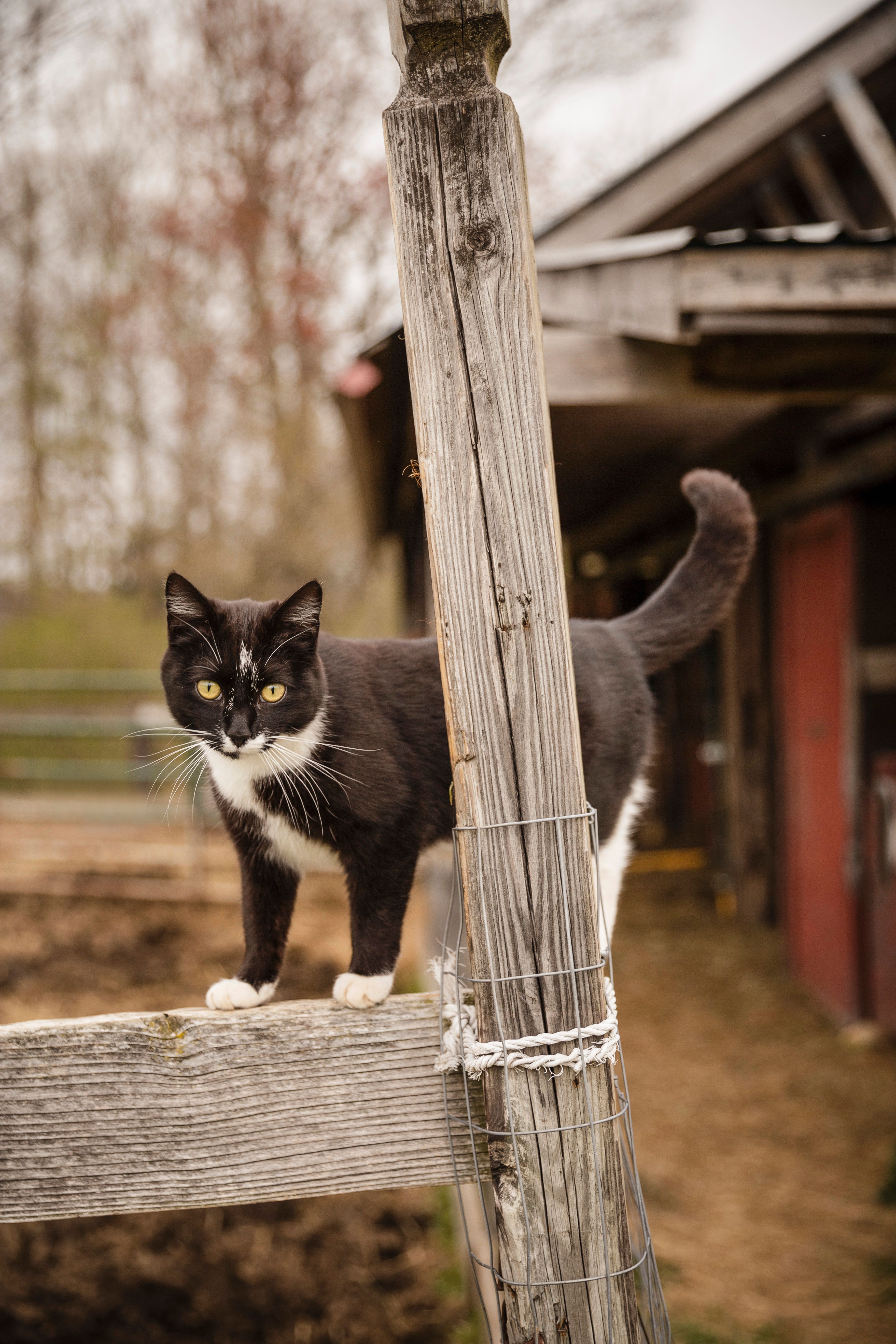 Black Cat on Wooden Fence · Free Stock Photo