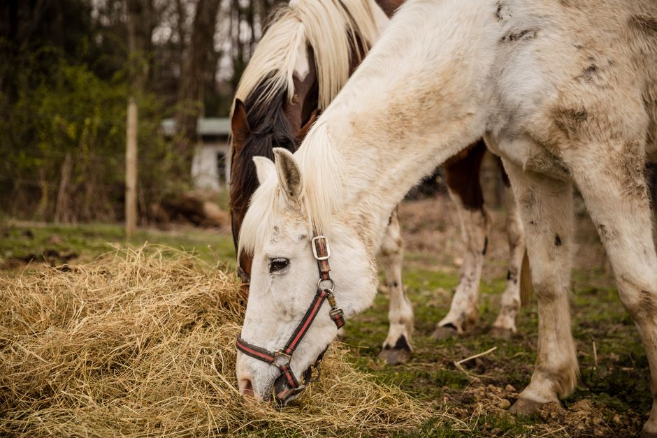 hoof hardening for horses
