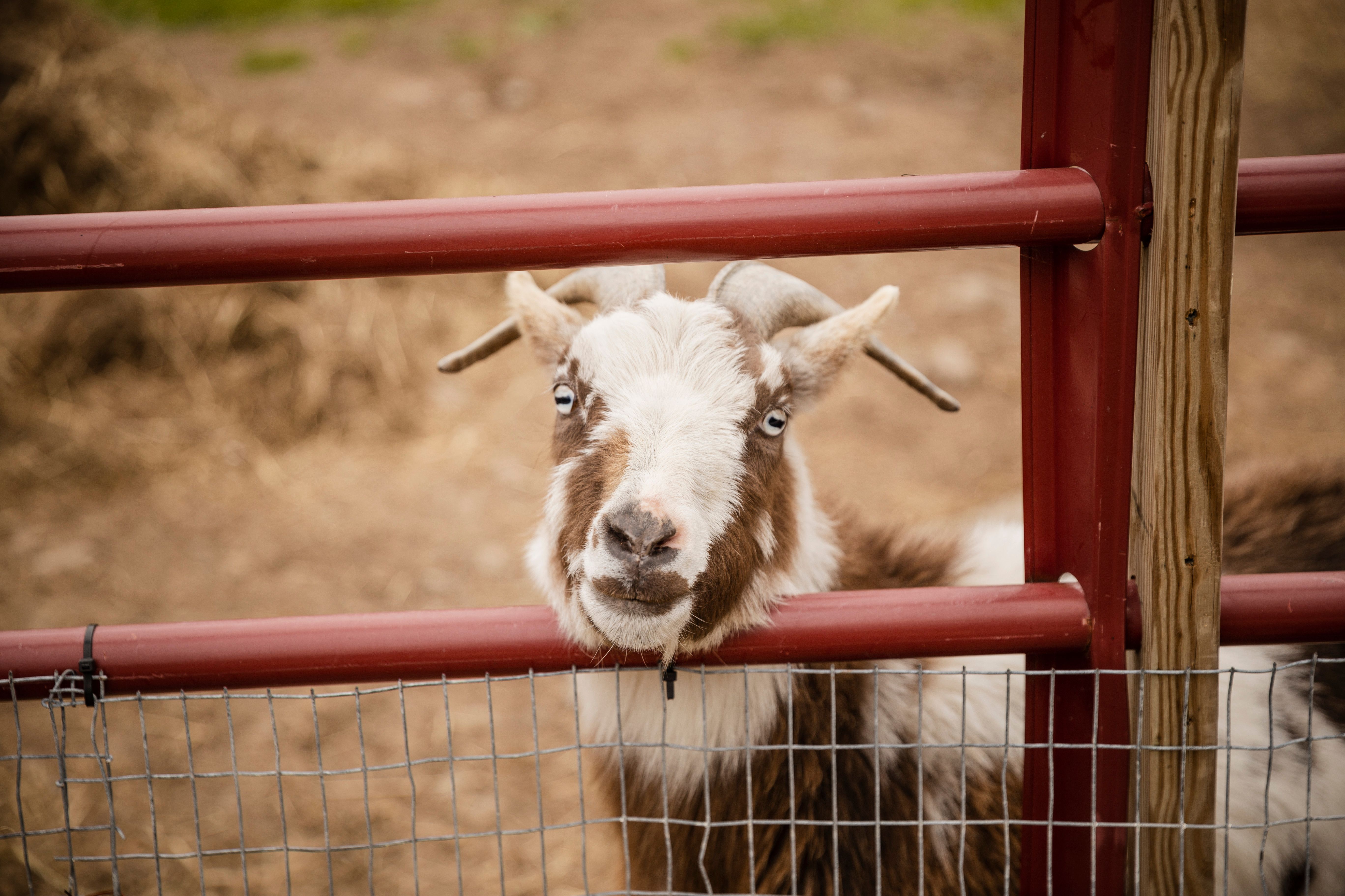 Close-up of a goat looking through a red farm fence on a rural farm.