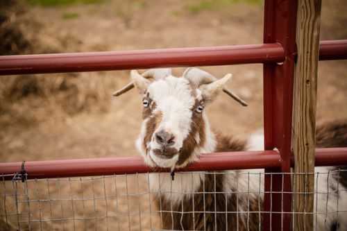 Free Close-up of a goat looking through a red farm fence on a rural farm. Stock Photo