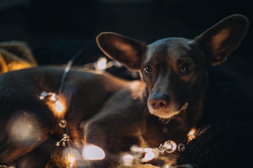 Fotos de stock gratuitas de luces, perro