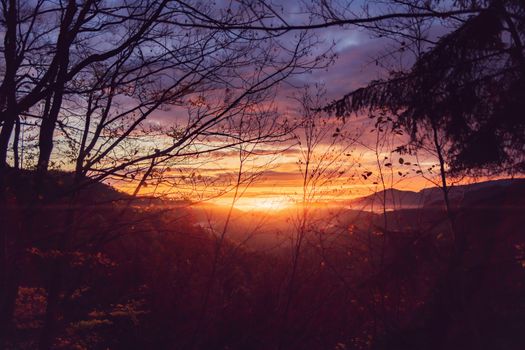 Stunning view of the sun setting behind silhouetted trees in a forest, creating a warm and vibrant atmosphere.