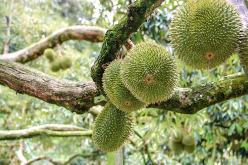 Základová fotografie zdarma na téma asijské ovoce, d24, durian