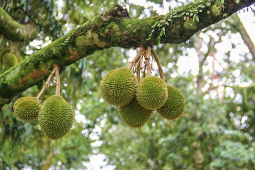Fotobanka s bezplatnými fotkami na tému ázijské ovocie, d24, durian