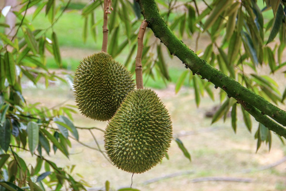 Le durian - Maturité, variété et conservation : ce qui fait varier l’odeur