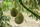 durian