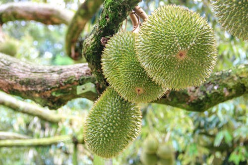 Fotos de stock gratuitas de árbol de durian, Árbol frutero, d24