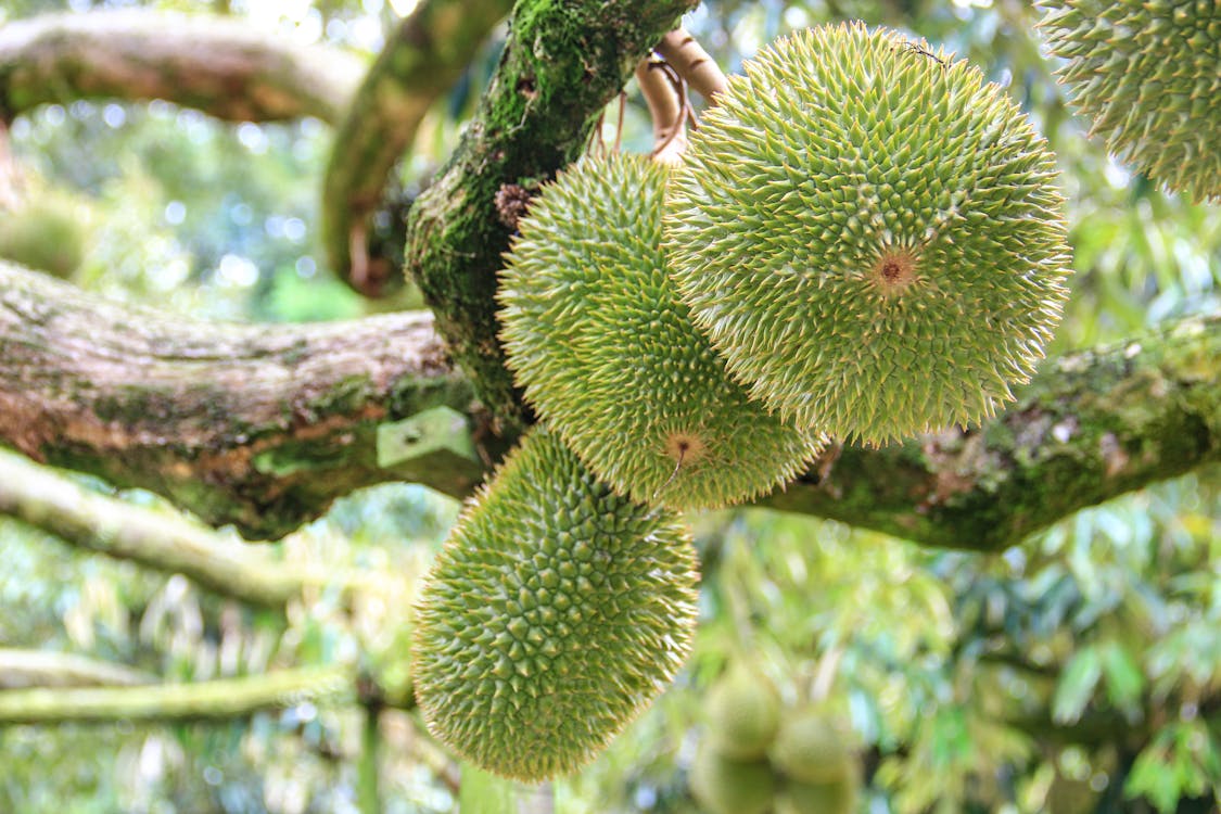 Základová fotografie zdarma na téma asijské ovoce, d24, durian