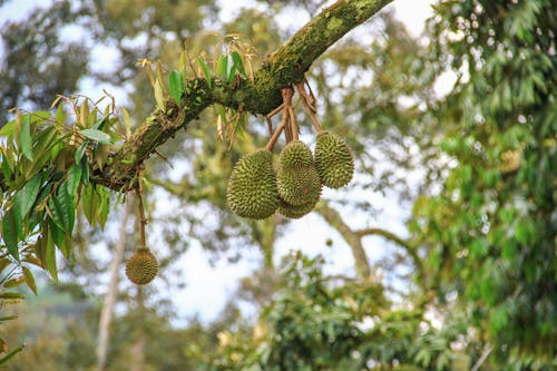 Fotos de stock gratuitas de árbol de durian, Árbol frutero, d24