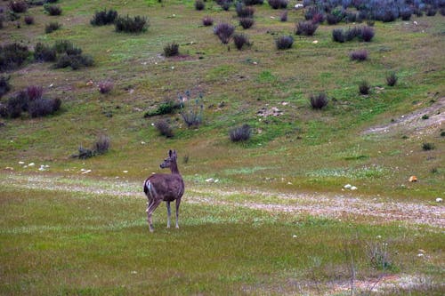 Deer on Grassland