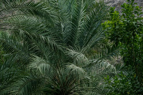A Palm Tree in the Bush 