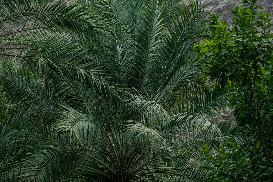 Creating a Lush Tropical Garden in Nigeria: A Step-by-Step Guide