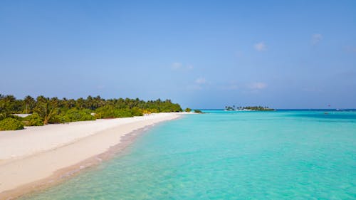 Free A serene tropical beach with palm trees and clear blue waters, perfect for a relaxing vacation. Stock Photo